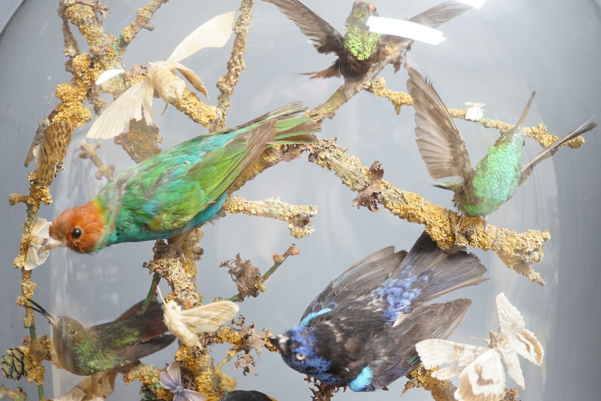 A Victorian menagerie of exotic taxidermic birds and moths, under glass dome, 50cm